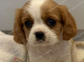 Cavalier King Charles