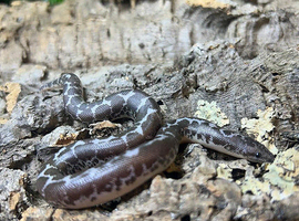 Anery Sand Boa (poss het snow) at Birmingham Reptiles