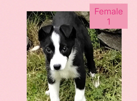 Border Collie puppies.