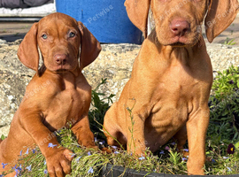 Stunning litter
