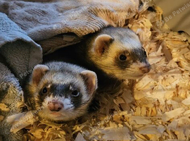 2x Jill's looking for new home