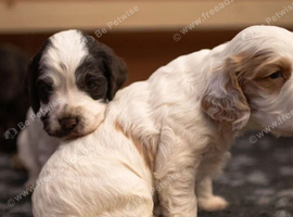 Excellent pedigree . Litter of 4 Handsome pups