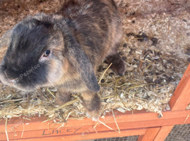 Purebred mini lop