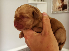 Beautiful Deep Red Labs