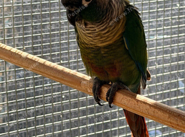 Conures x2