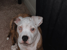 Staffy X