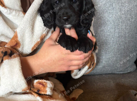 3 working cocker spaniel puppies