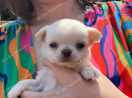 Long coat chihuahua boys