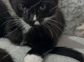 Tuxedo male