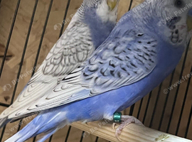 Nice budgies