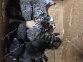 Beautiful Kittens needing a home