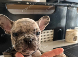 3 frenchie pups