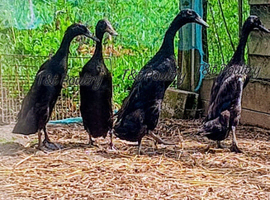 Quartet Black Indian Runner Ducks
