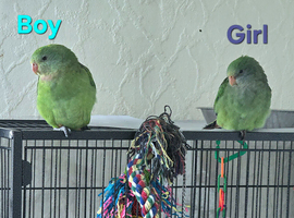Barraband parakeet (superb parrot)