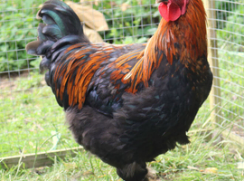 French Black Copper Marans and silkie cockerels