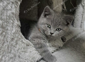 British longhair kittens