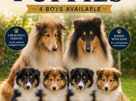 Beautiful rough collie puppies