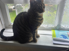 Rehome male cat
