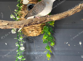Diamond doves