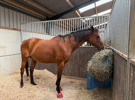 15hh TB Mare