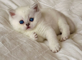 Beautiful Scottish Fold Kittens &ndash; Ready from 1st August