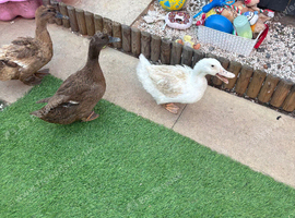2 cherry valley and 2 khaki ducks