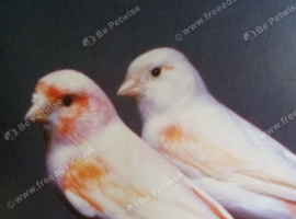 Breeding pair mosaic
