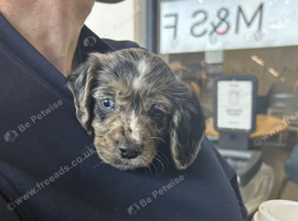 Beautiful Working Cocker Spaniel Puppy Looking for His Forever Home 9 weeks old