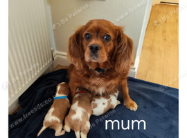 , adorable, health tested k.C registered Cavaliers