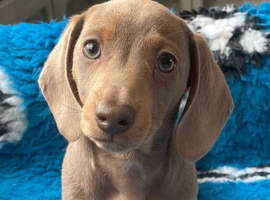 Miniature dachshund pups