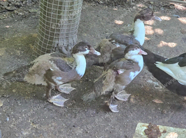 Female Muscovy Ducks