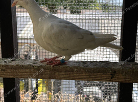 Coloured racing pigeons