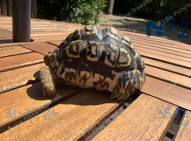 Leopard Tortoise
