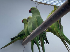 Indian Ringneck