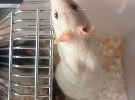 Beautiful baby rats