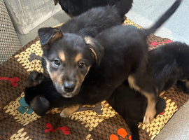 Rottweiler/ malinois pups