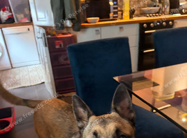 Male 8month old