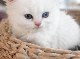 British Longhair & Shorthair