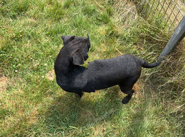 Patterdale X