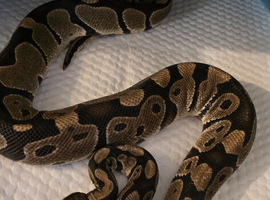 Ball Python's for Sale