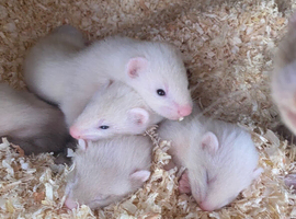 Ferret kits looking for loving homes due in may