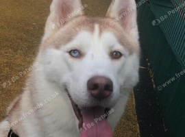 Beautiful female Siberian husky