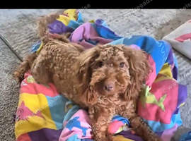Cavapoo, poppi