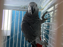 male African grey Glasgow