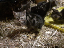 Very friendly Tabby Kittens ready to leave