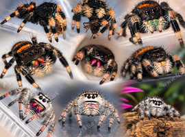 Various Locale of Phiddipus Regius jumping spiders available