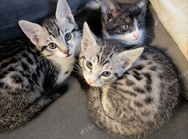 Savannah mix kittens