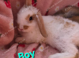 Mini lop 5 boys 4 girls