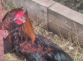 Eater egger rooster