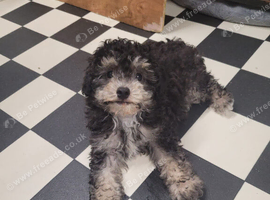 Asian toy poodles